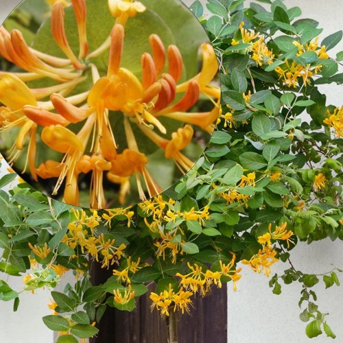 Lonicera x tellmanniana - Tellmanni kuslapuu C2/2L